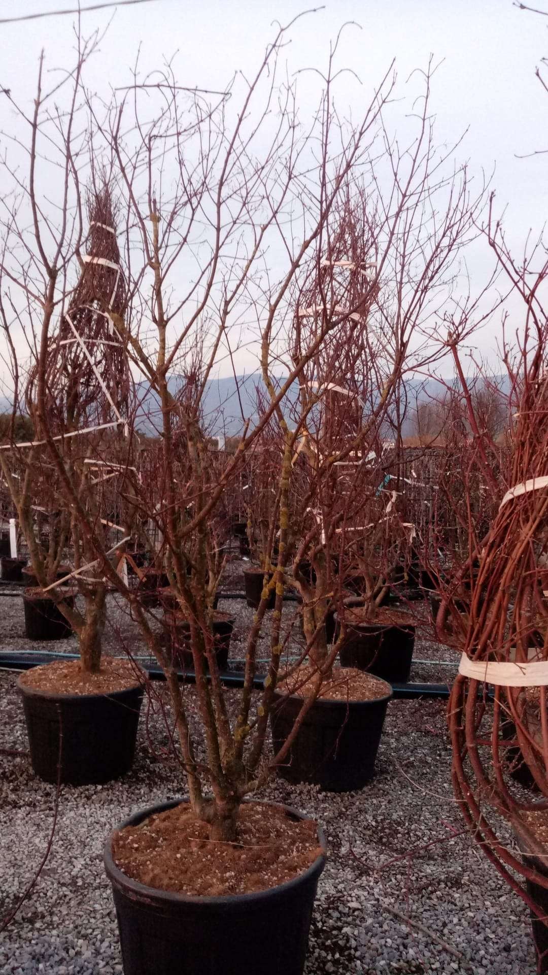 ACER palmatum 'Butterfly'