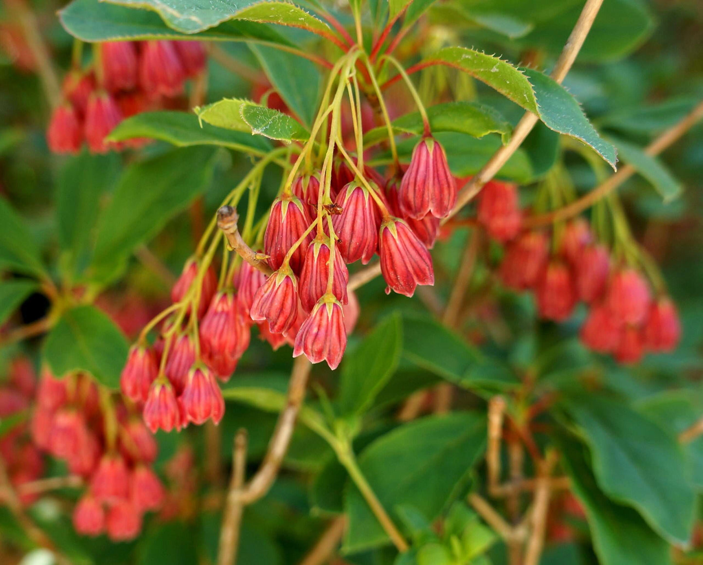 ENKIANTHUS campanulatus 'Red Bell'