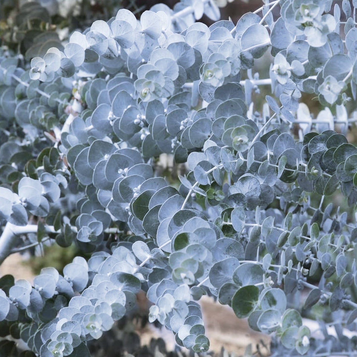 EUCALYPTUS gunnii 'Silverana' ®
