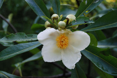 GORDLINIA grandiflora