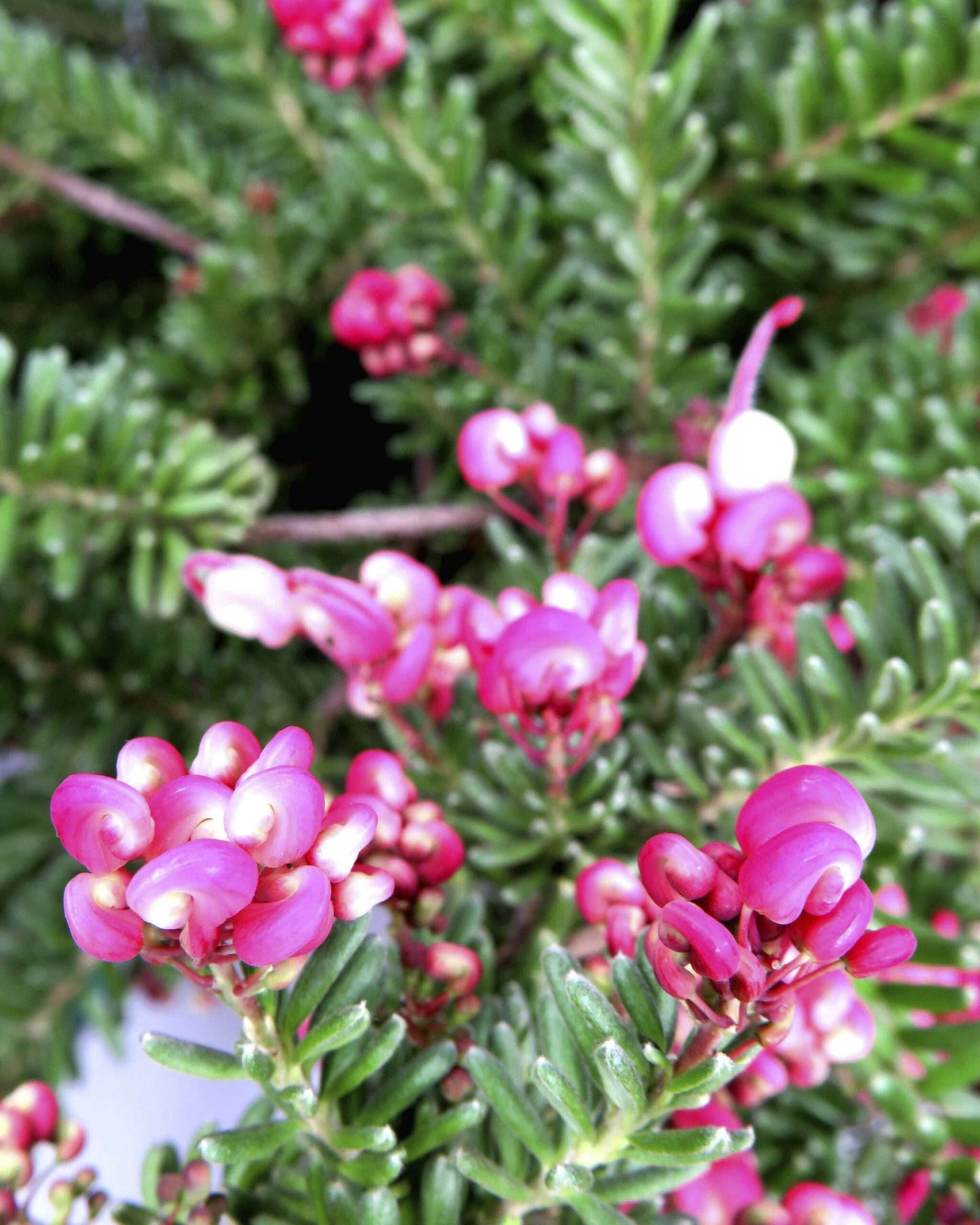 GREVILLEA lanigera 'Mount Tamboritha'