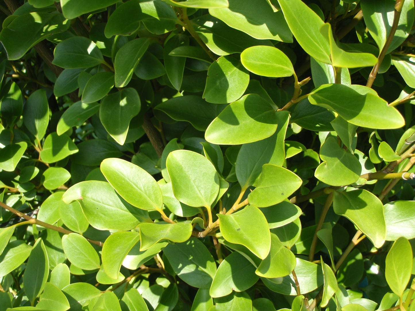 GRISELINIA littorialis