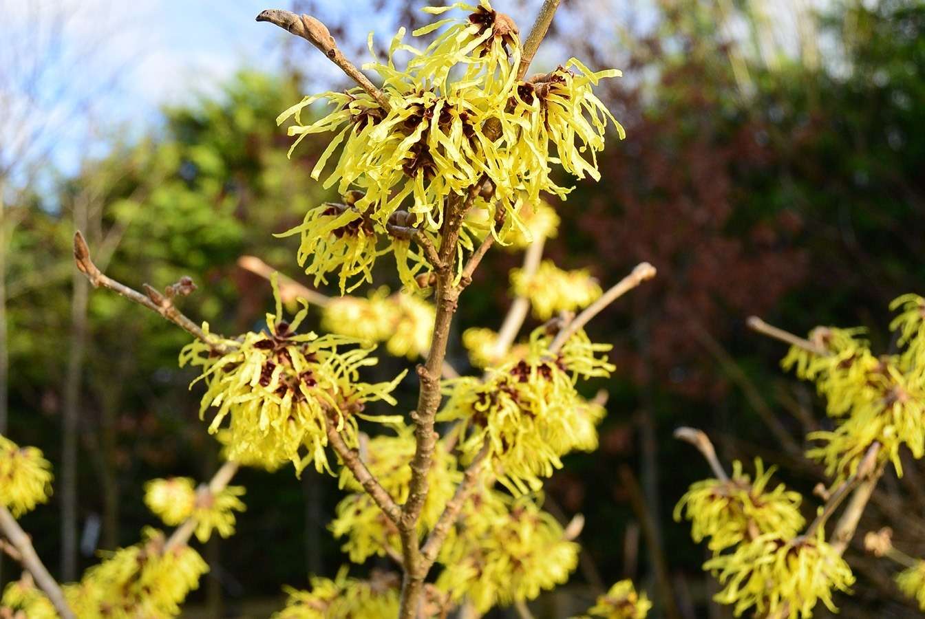 HAMAMELIS x intermedia 'Arnold promise'