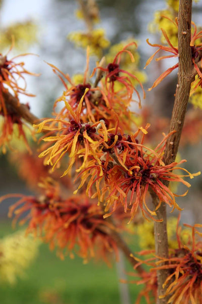 HAMAMELIS x intermedia 'Jelena'