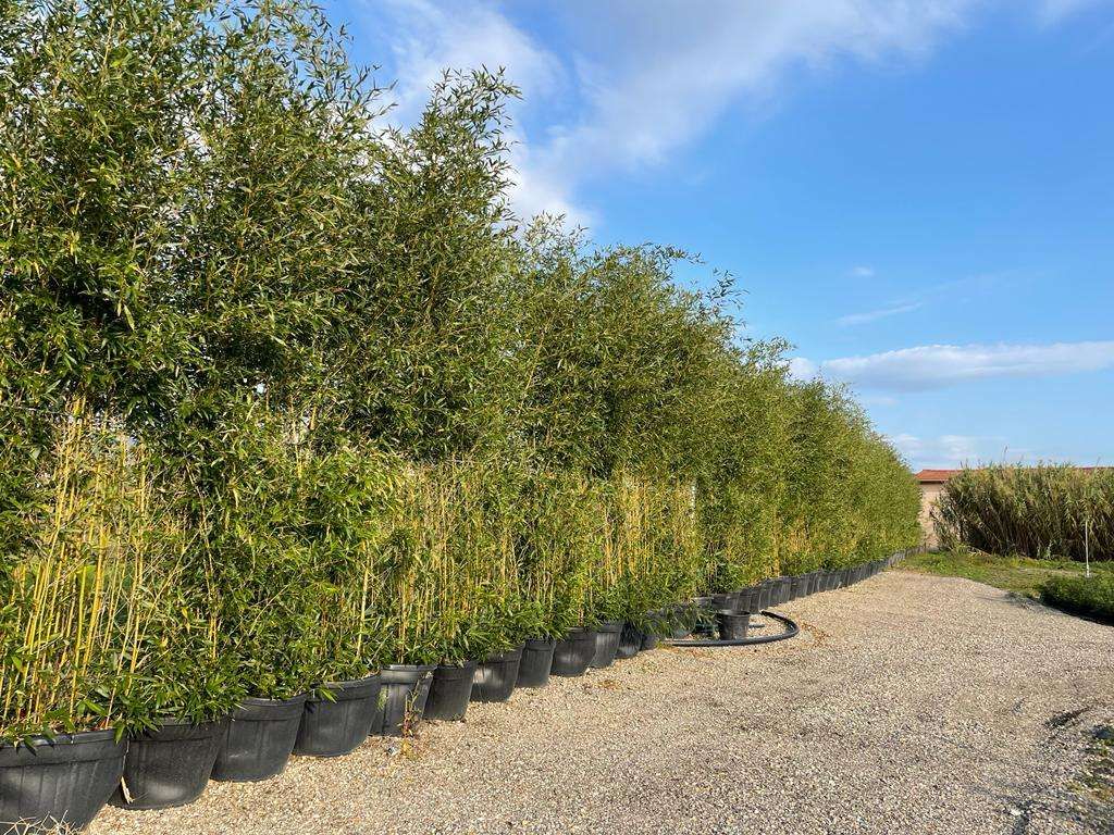 BAMBUSA Phyllostachys mitis