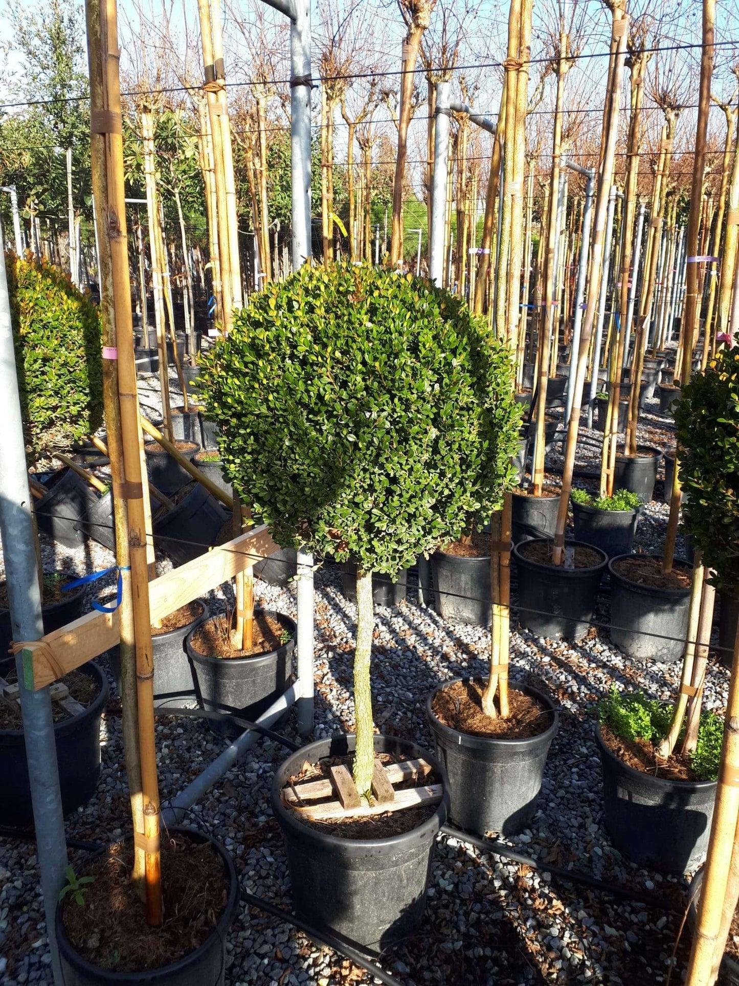 BUXUS sempervirens