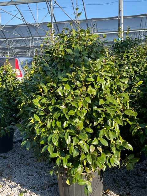 CAMELLIA japonica 'Sea Foam-bianco'