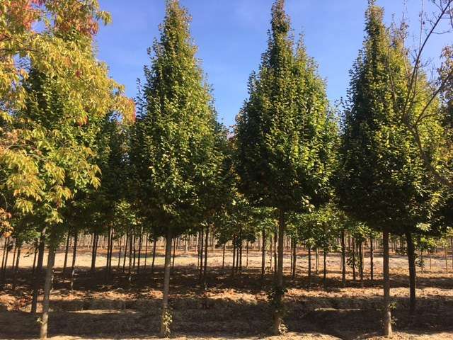 CARPINUS betulus 'Laxiflora'