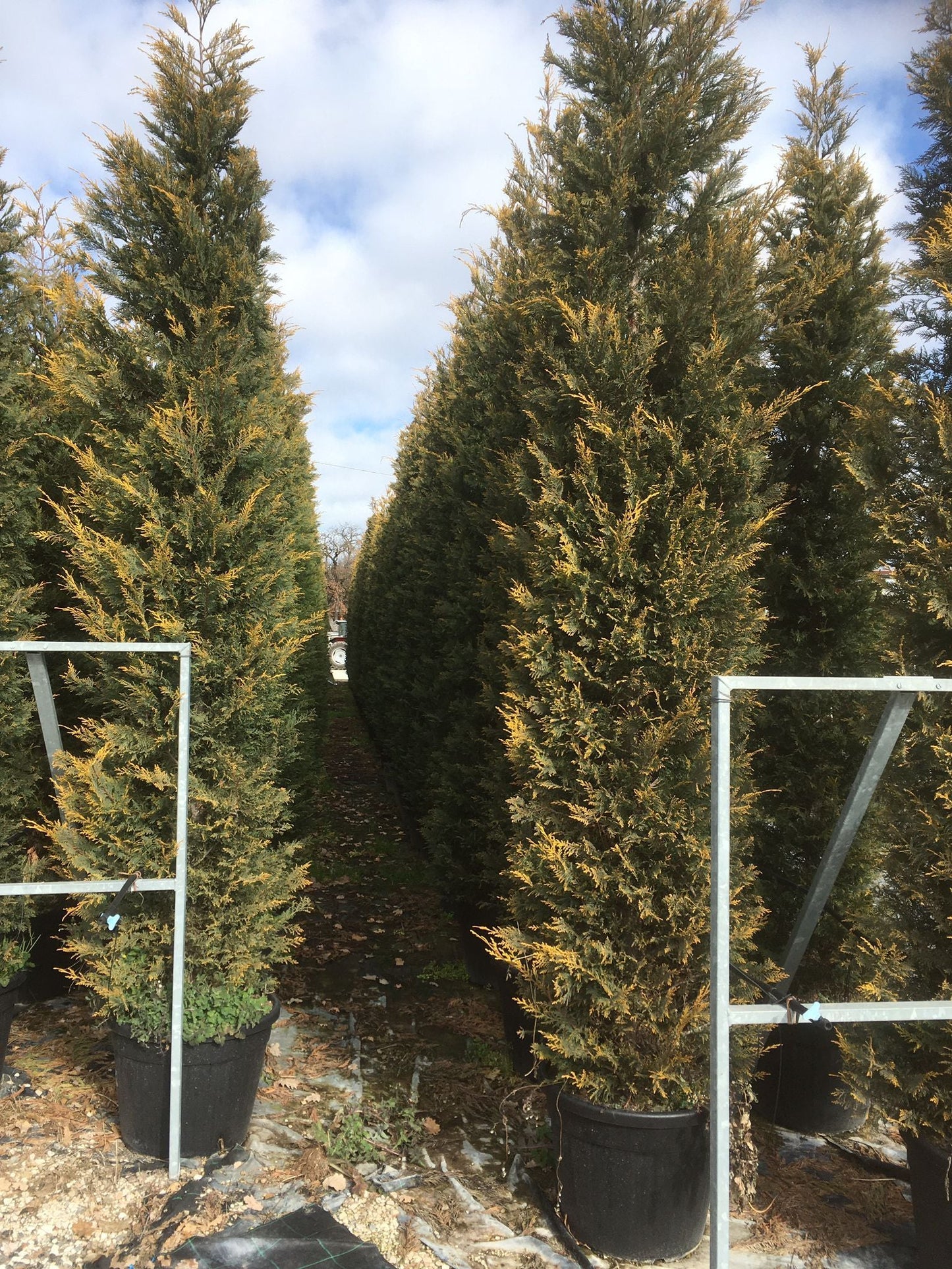 CUPRESSOCYPARIS leylandii 'Excalibur Gold' ®