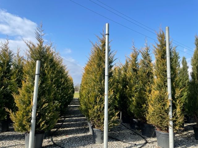 CUPRESSOCYPARIS leylandii 'Excalibur Gold' ®