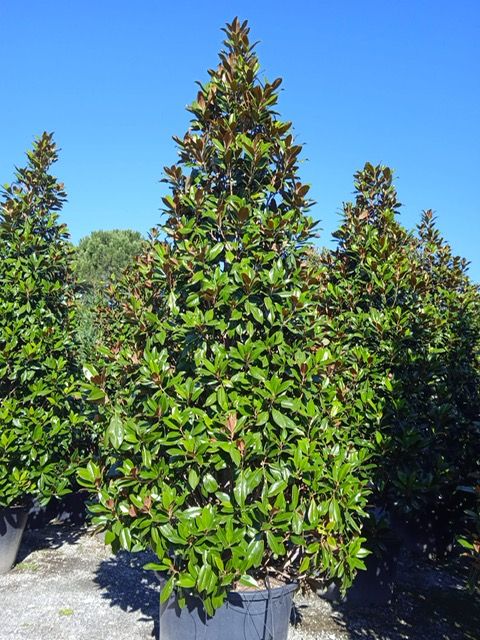 MAGNOLIA grandiflora 'Little Gem'