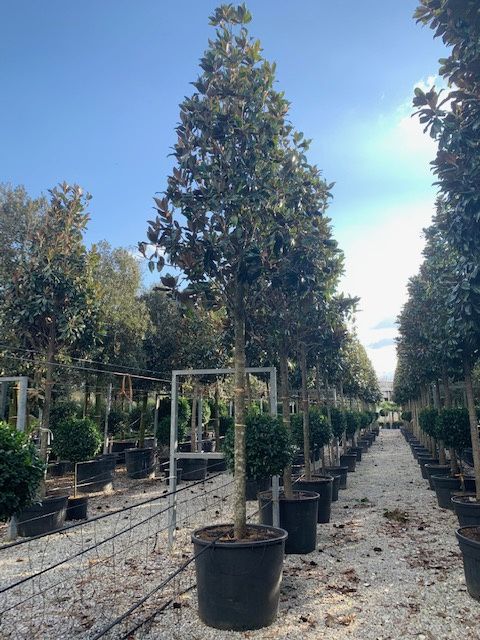 MAGNOLIA grandiflora 'Little Gem'
