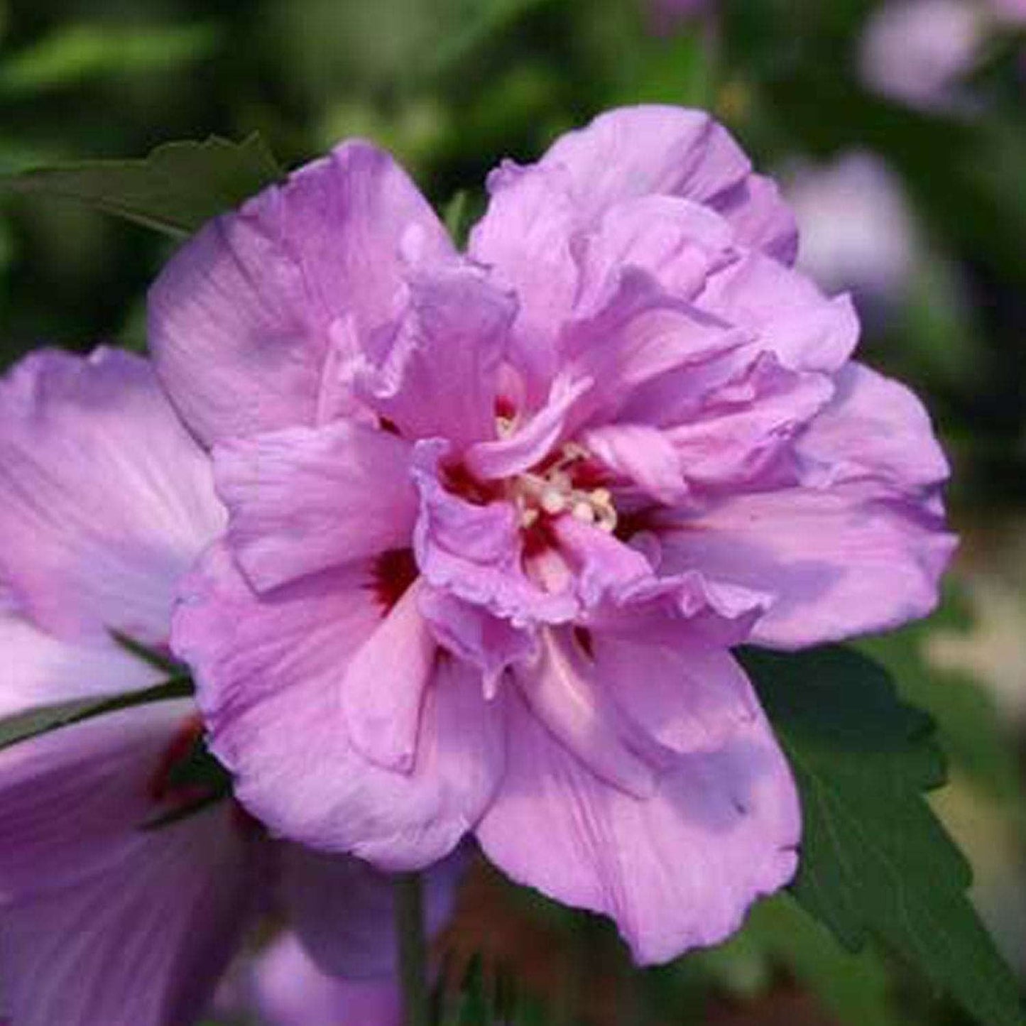 HIBISCUS syriacus 'Ardens'