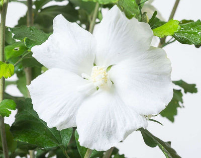 HIBISCUS syriacus 'Diana'