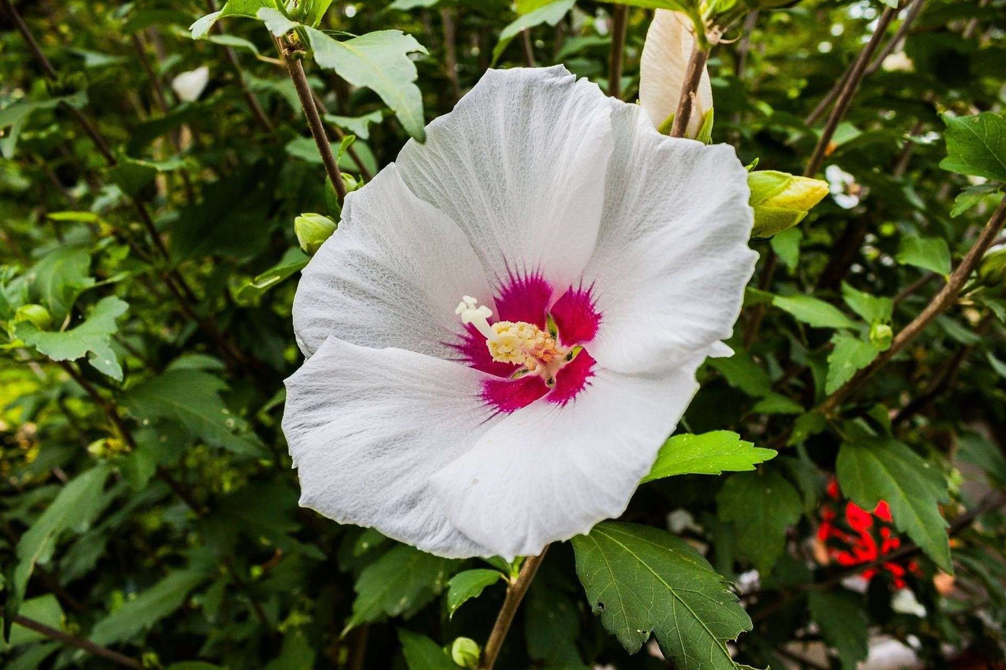 HIBISCUS syriacus 'Monstrosus'
