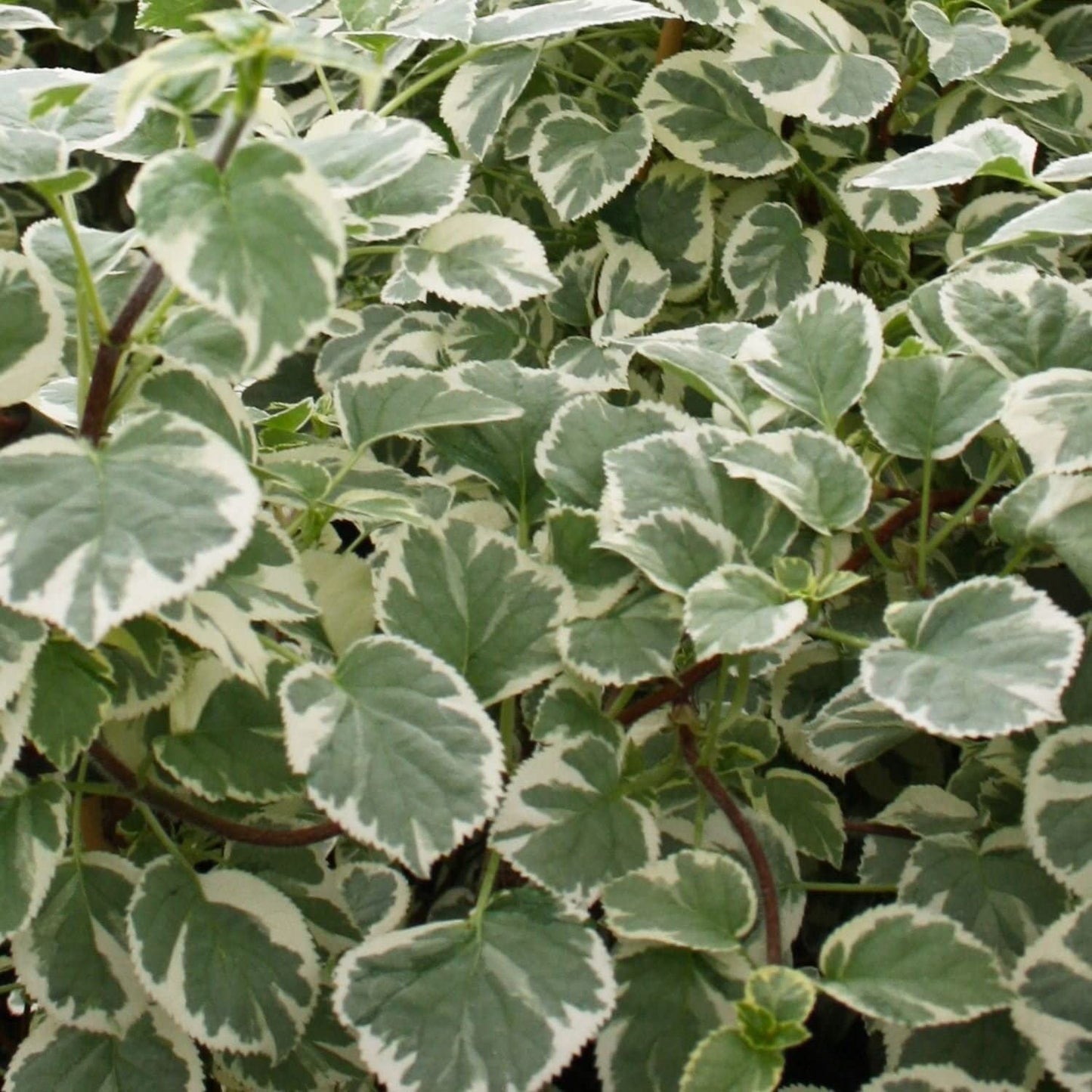 HYDRANGEA anomala ssp. petiolaris 'Silver Lining'