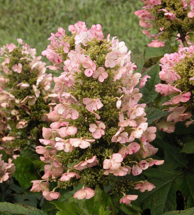 HYDRANGEA quercifolia 'Munchkin'