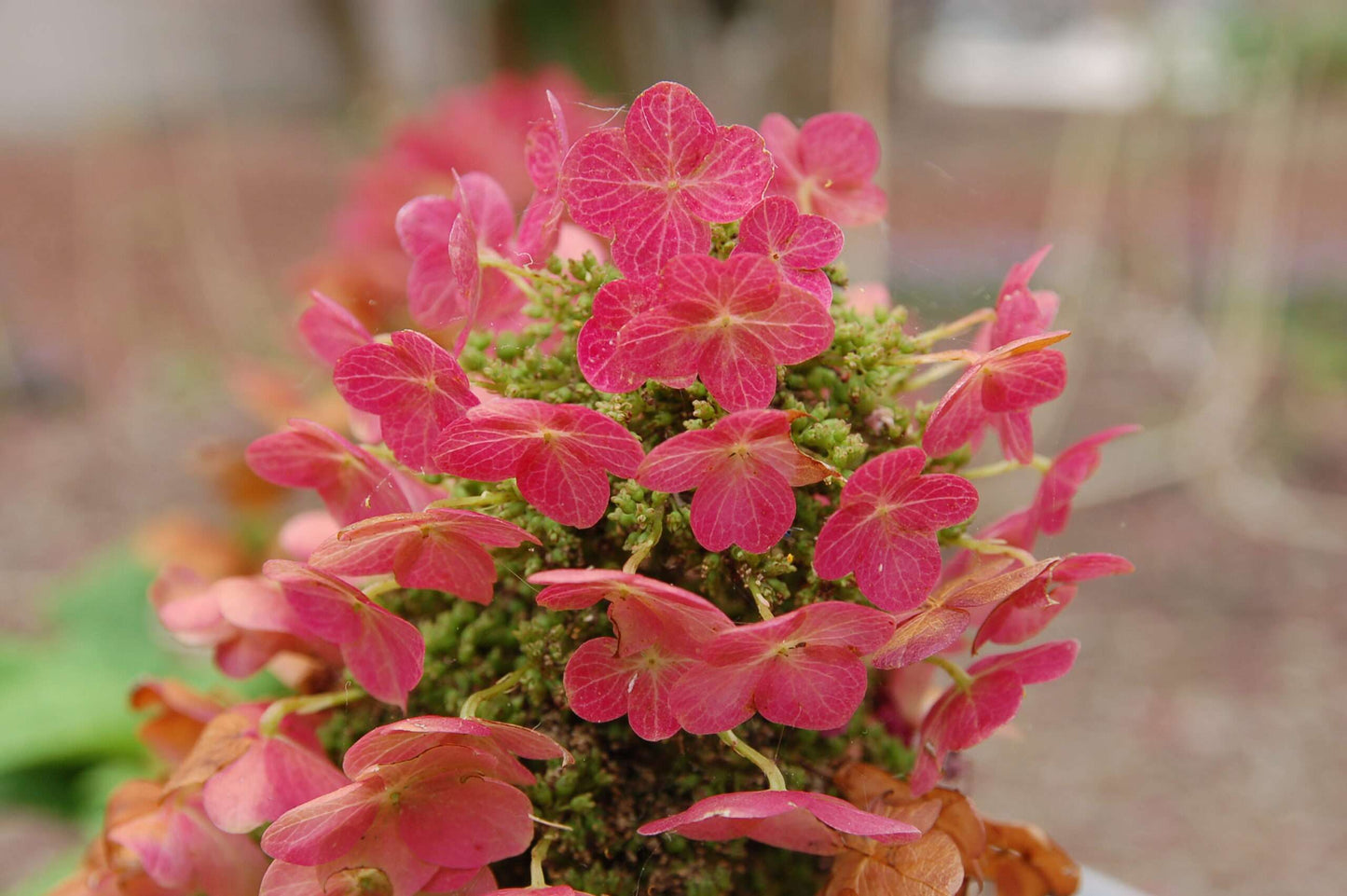 HYDRANGEA quercifolia 'Ruby Slippers'