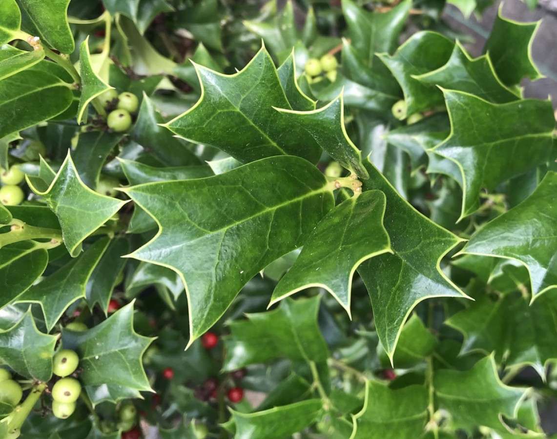ILEX cornuta