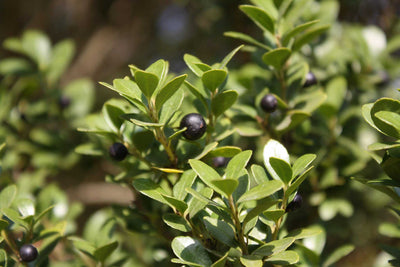 ILEX crenata 'Hetzii'