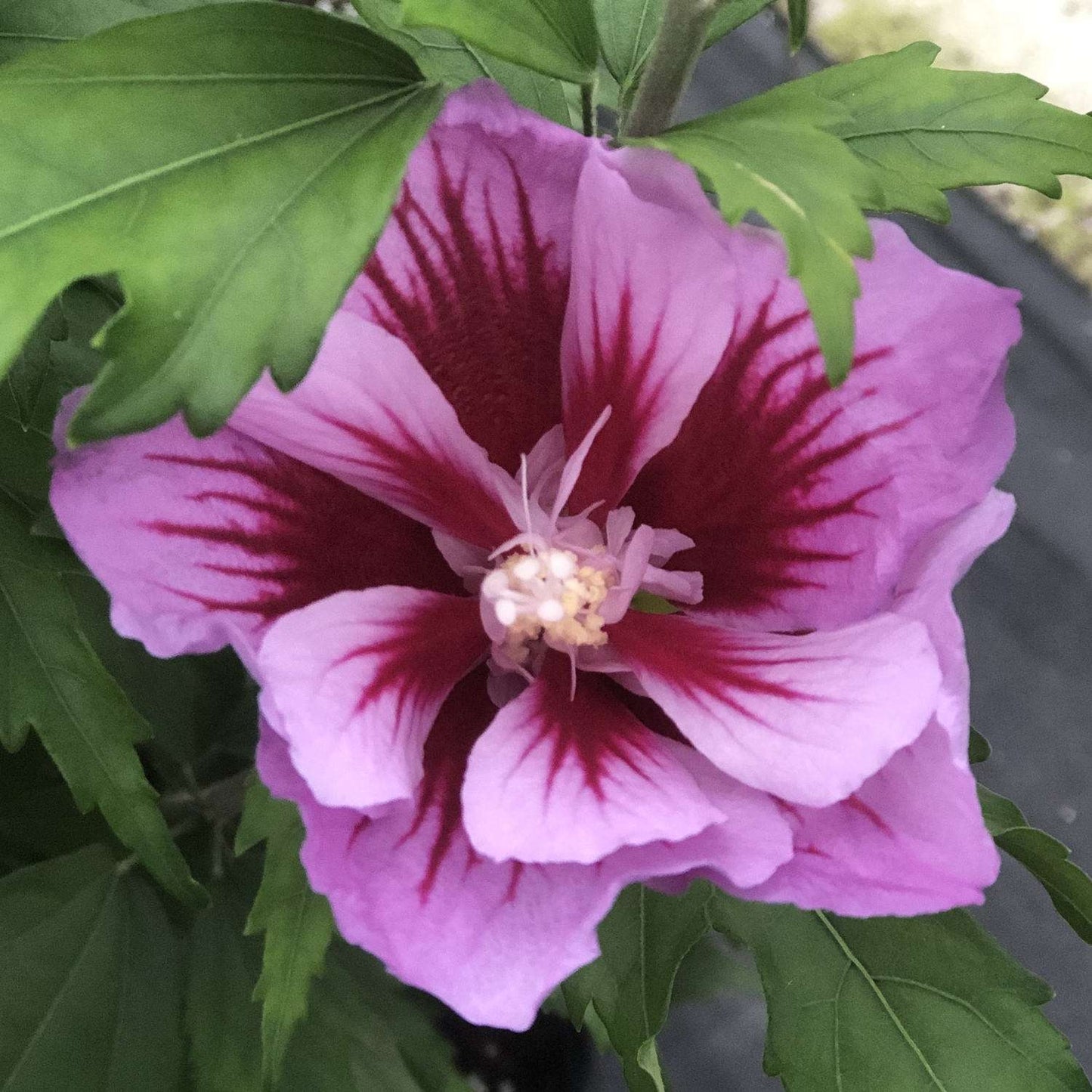 HIBISCUS syriacus 'Purple Pillar'
