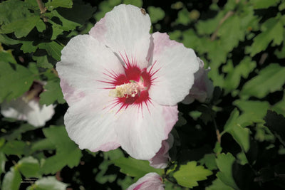 HIBISCUS syriscus 'Pinky spot'