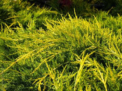 JUNIPERUS x pfitzeriana 'Gold Star'