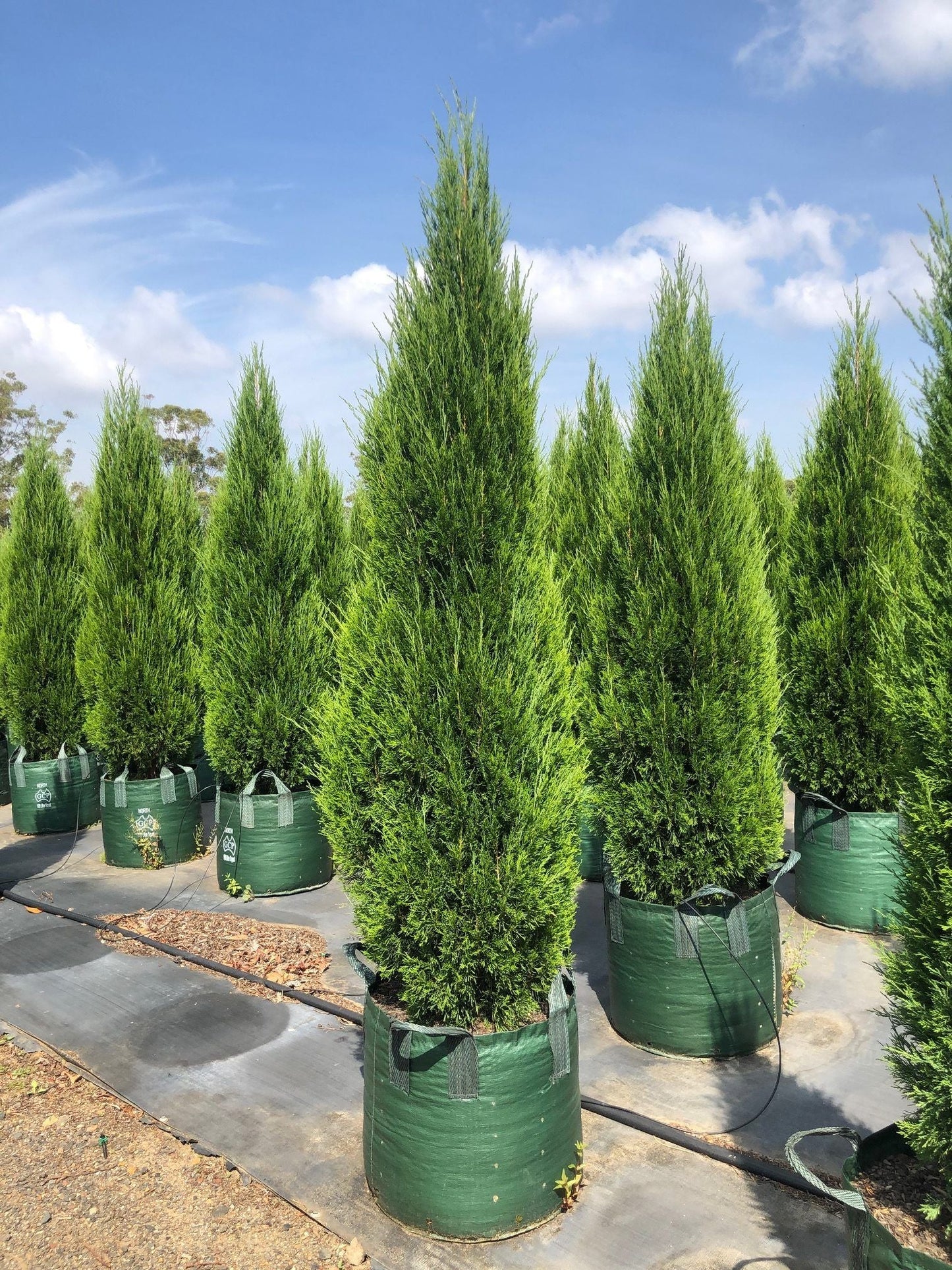 JUNIPERUS chinensis 'Spartan'