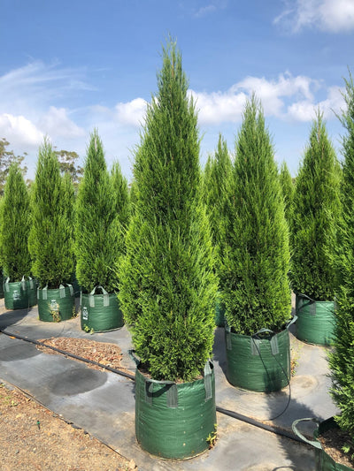 JUNIPERUS chinensis 'Spartan'