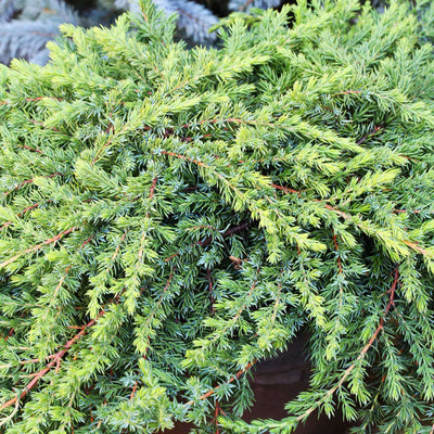 JUNIPERUS chinensis 'Green Mantle'