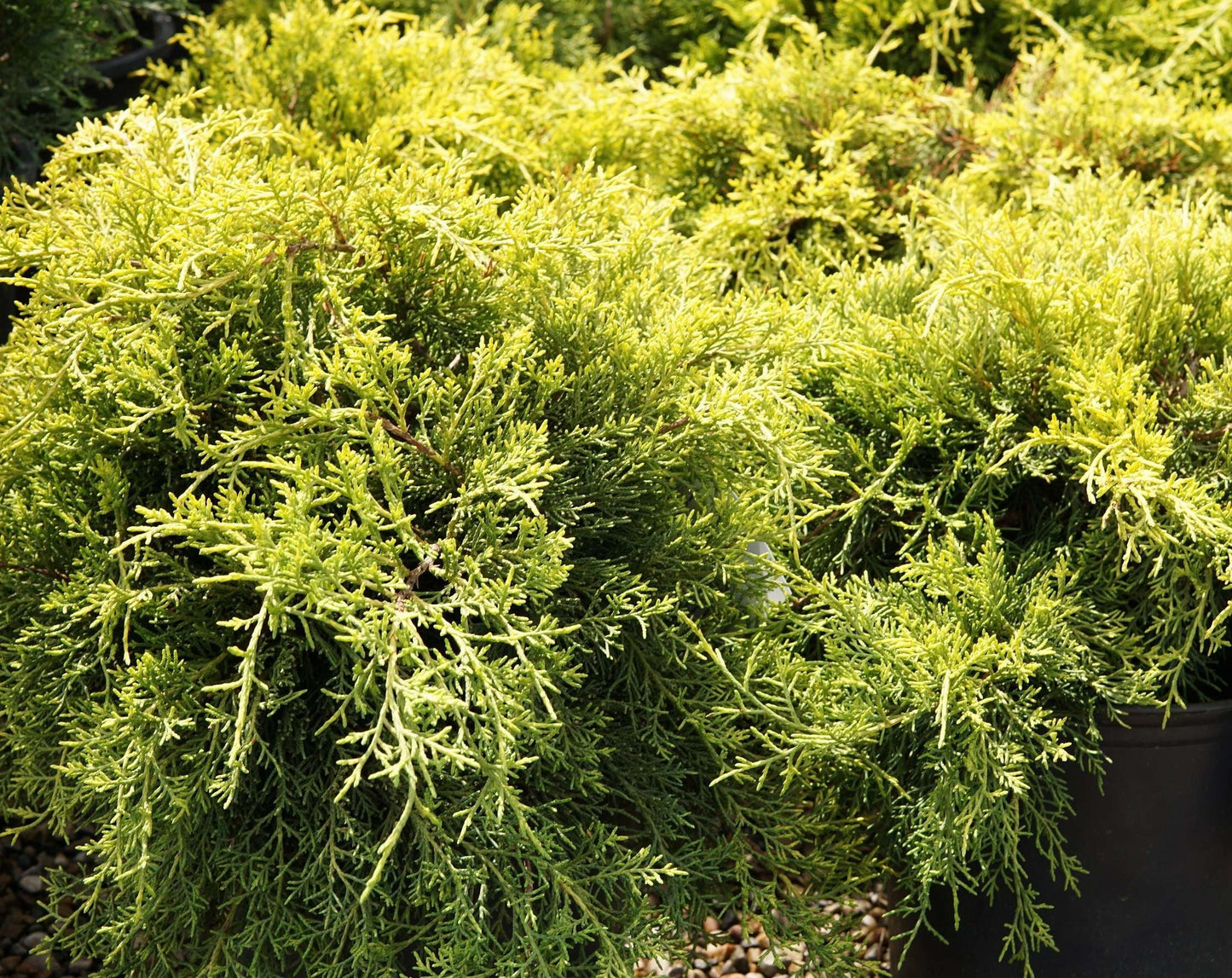 JUNIPERUS x pfitzeriana 'Gold Coast'