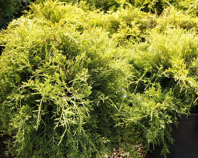 JUNIPERUS x pfitzeriana 'Gold Coast'