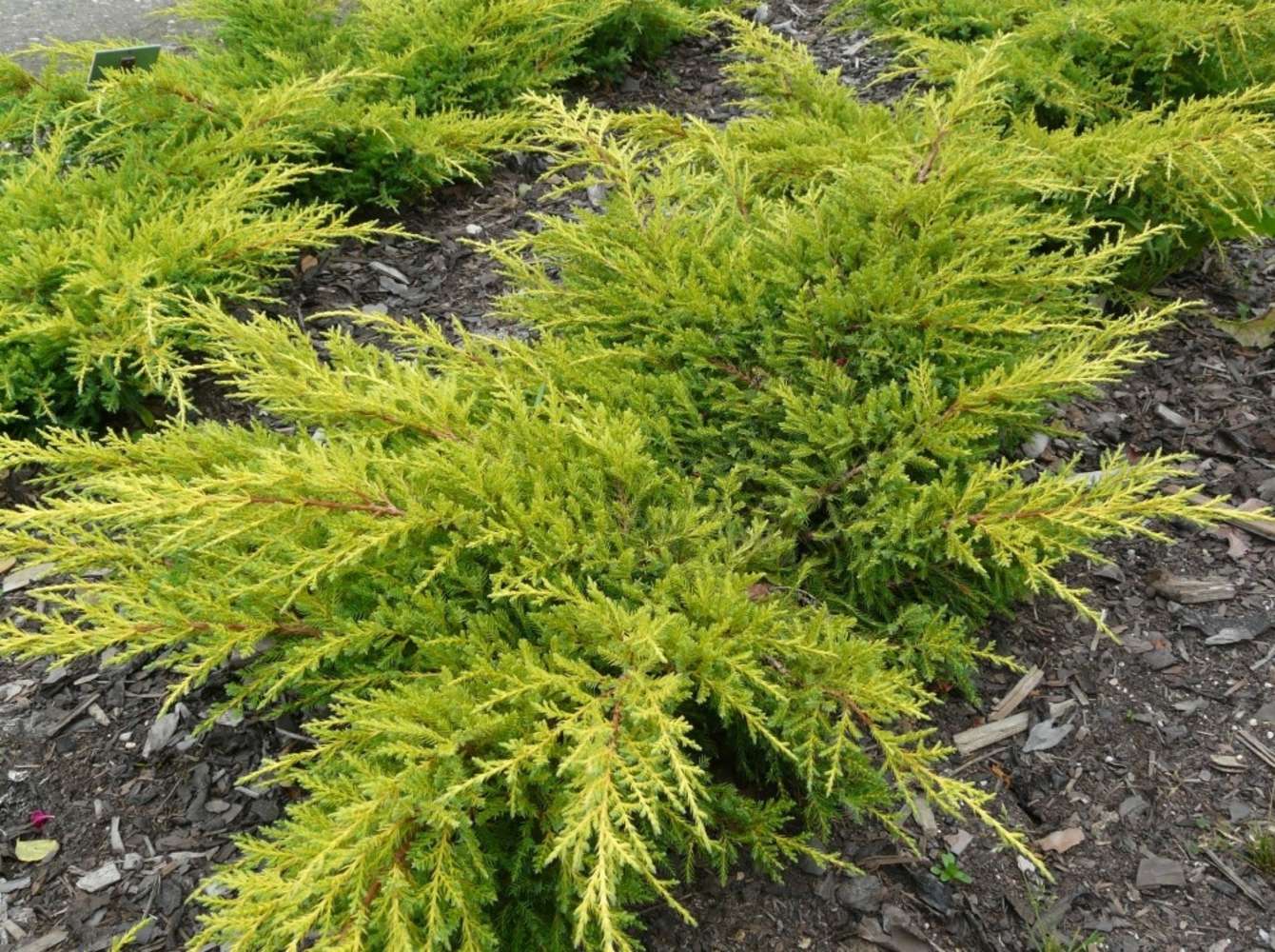 JUNIPERUS x pfitzeriana 'Gold Kissen'
