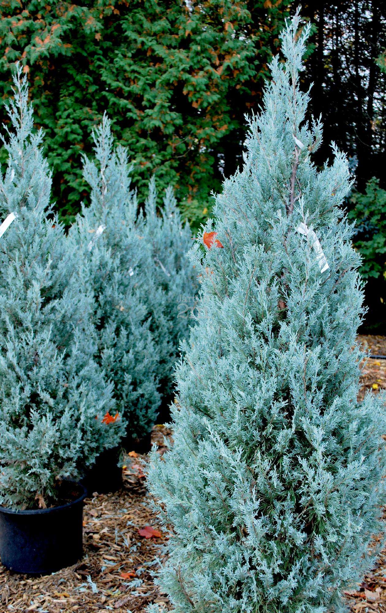 JUNIPERUS scopulorum 'Wichita Blue'