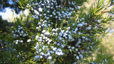 JUNIPERUS virginiana 'Canaertii'