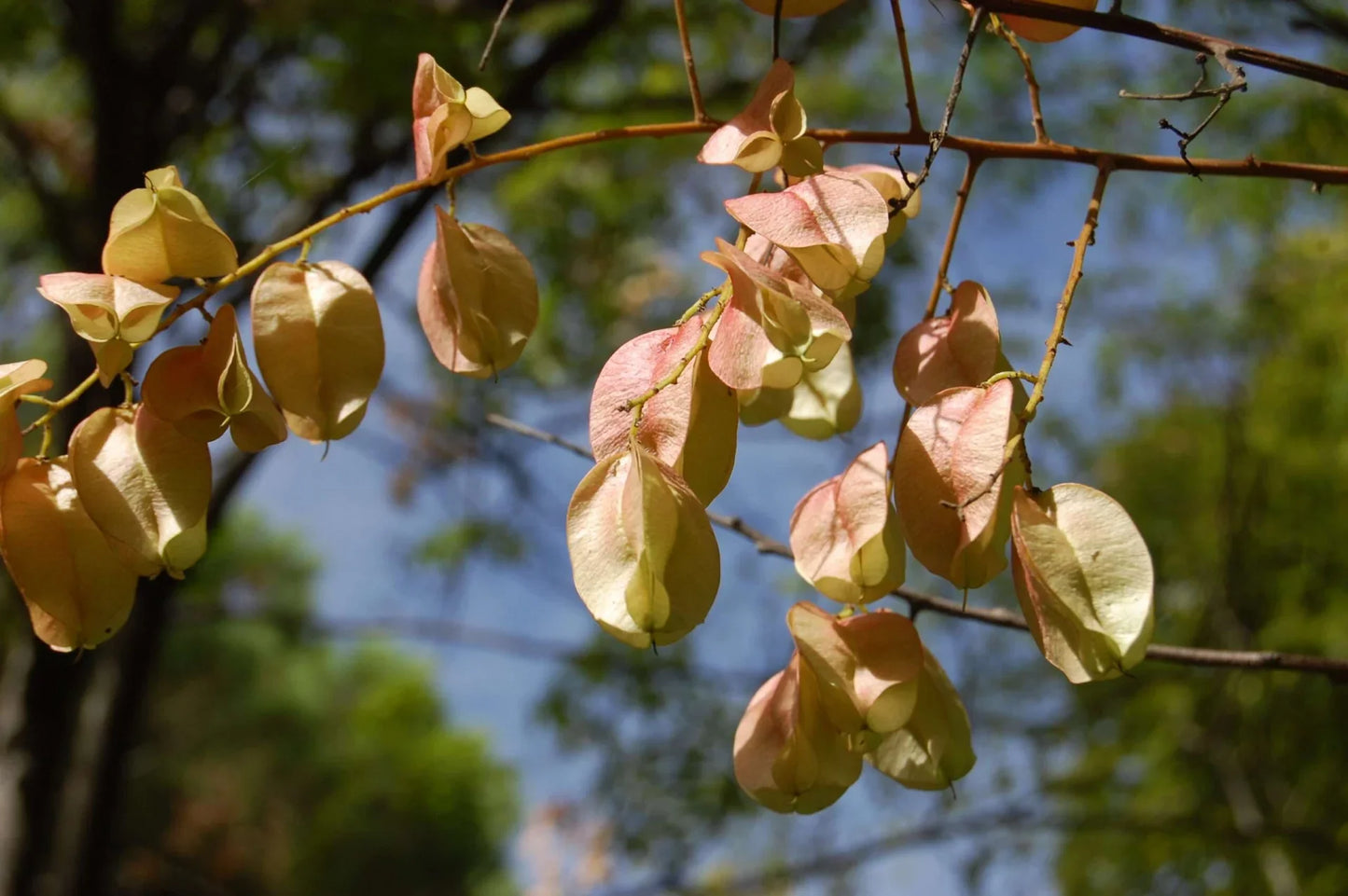 KOELREUTERIA bipinnata