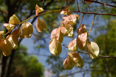 KOELREUTERIA bipinnata