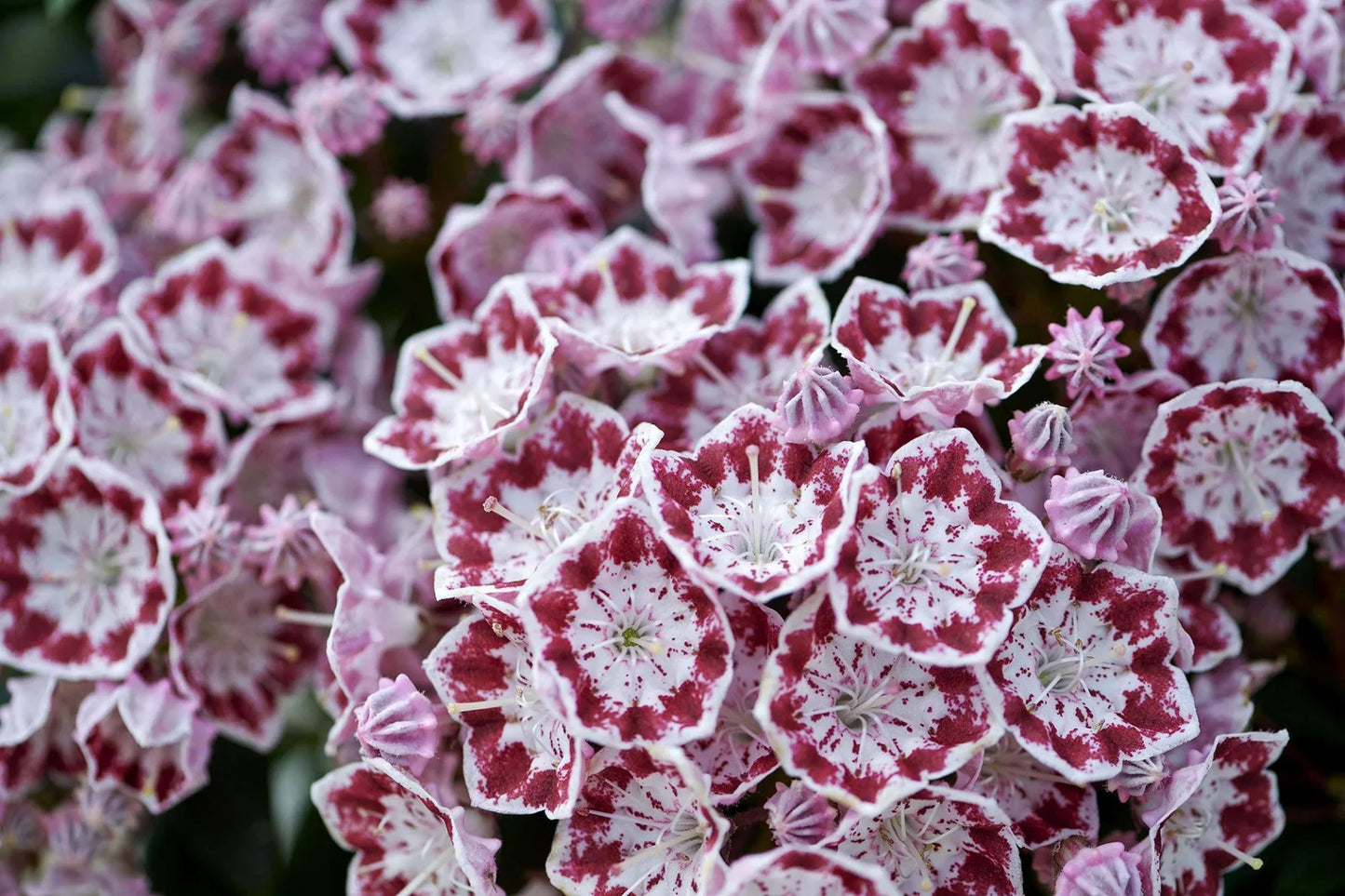 KALMIA latifolia 'Minuet'
