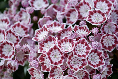 KALMIA latifolia 'Minuet'