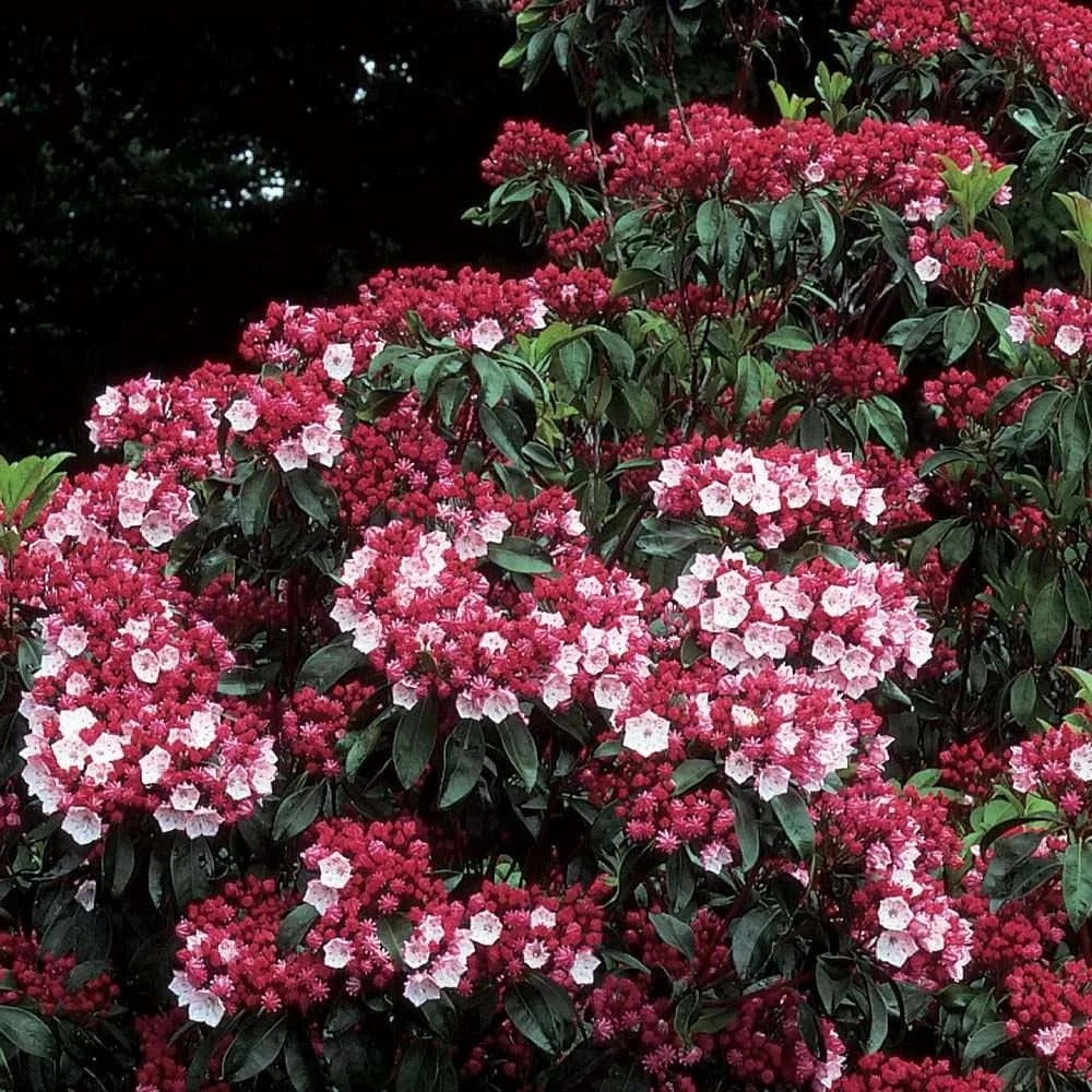 KALMIA latifolia 'Olympic Fire'