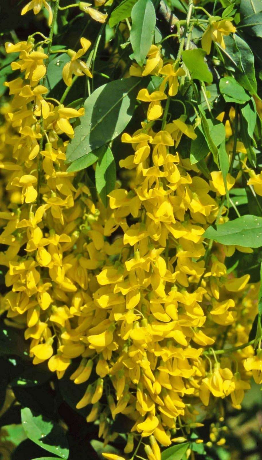 LABURNUM anagyroides 'Fastigiata'