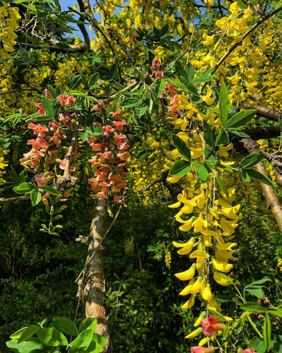 LABURNOCYTISUS adamii