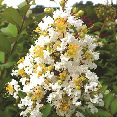 LAGERSTROEMIA x 'Natchez'