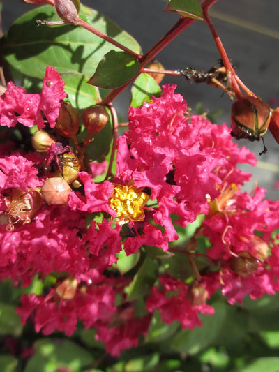 LAGERSTROEMIA x 'Watermelon'