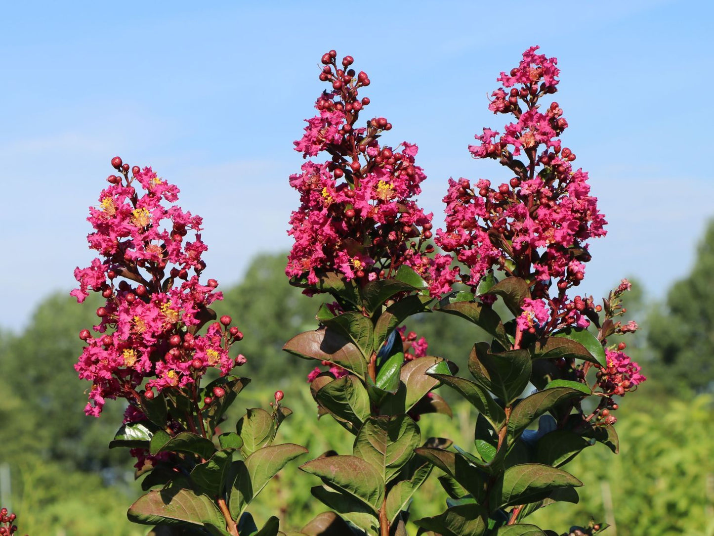LAGERSTROEMIA indica 'Berry Dazzle' ®
