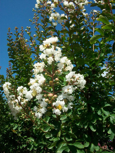 LAGERSTROEMIA indica 'Bianco Grassi'