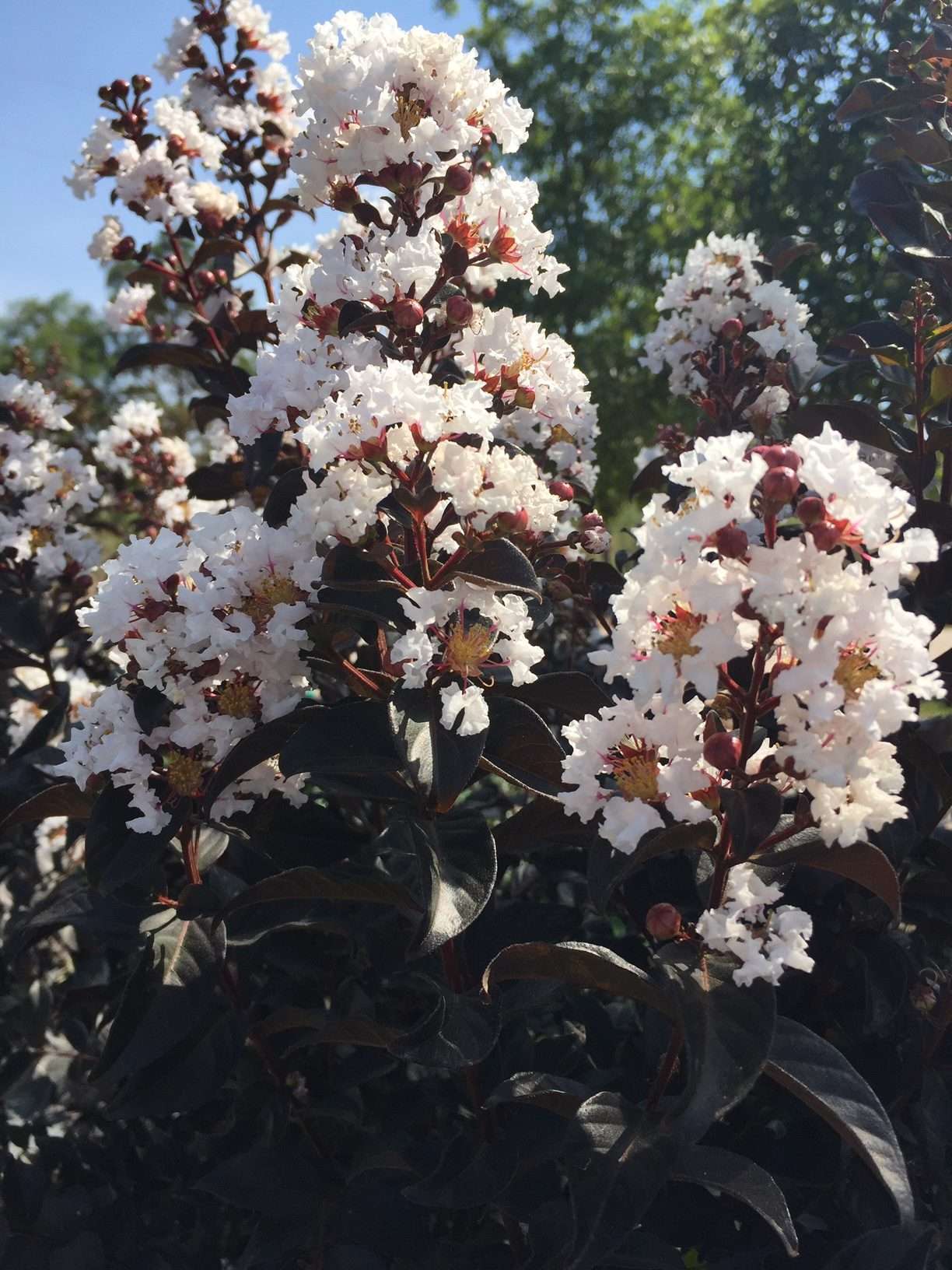 LAGERSTROEMIA indica 'Black Diamond ® Blush'