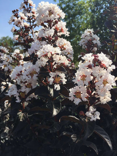 LAGERSTROEMIA indica 'Black Diamond ® Blush'