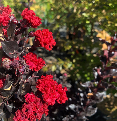 LAGERSTROEMIA indica 'Black Diamond ® Best Red'
