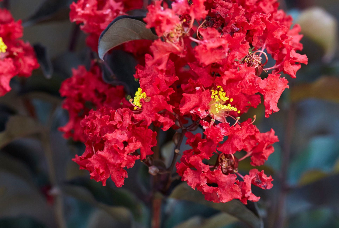 LAGERSTROEMIA indica 'Black Diamond ® Crimson Red'